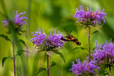 brown and red hummingbird moth eating from bee balm flowers