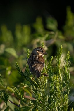 small bird on a bush in the dramatic late afternoon light