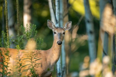 young female deer looking directly at the camera