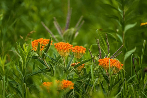 Orange Butterfly Weed Green Field — Stock Photo, Image