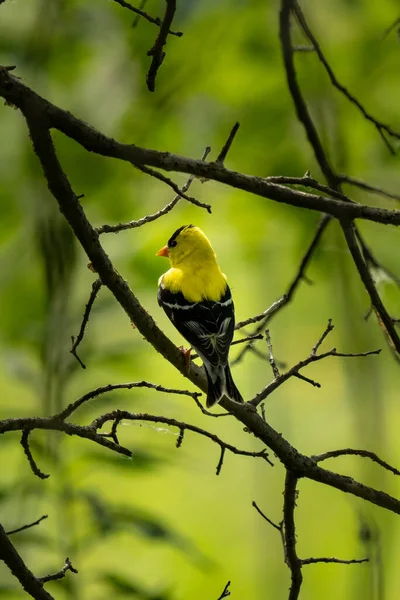 Goldfinch Sitting Branch Back Camera Green Backdrop —  Fotos de Stock