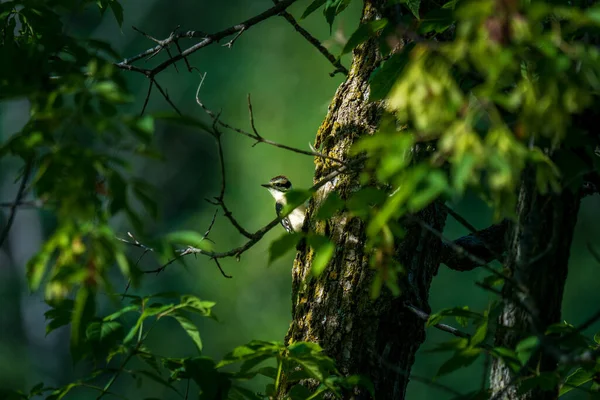 Tiny Downy Woodpecker Looking Out Tree Forest — Zdjęcie stockowe