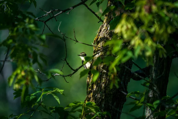 tiny downy woodpecker looking out from behind a tree in the forest