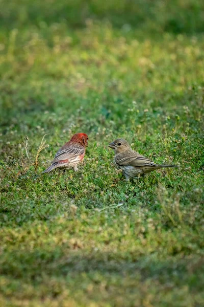 House Finch Couple Standing Grass Male Female — Fotografia de Stock