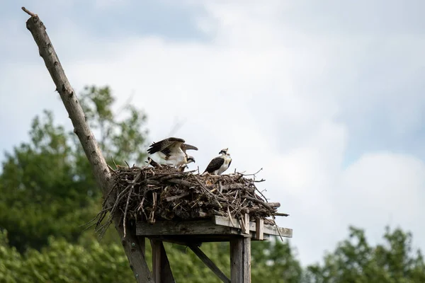 Young Ospreys Nest Stretching Wings — Zdjęcie stockowe