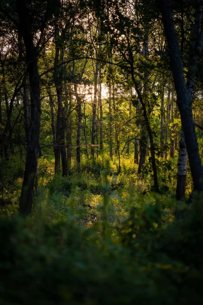 Sunset View Trees Marshy Lake — Zdjęcie stockowe