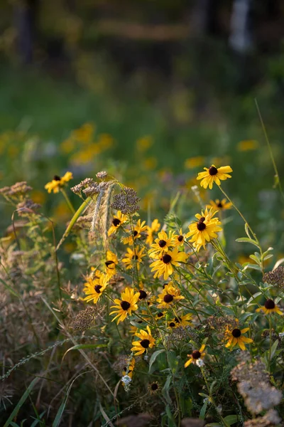 Чорноокі Суанські Квіти Заході Сонця — стокове фото