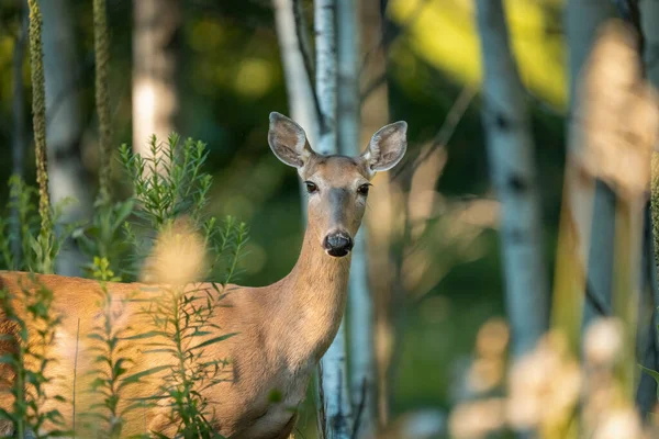 Young Female Deer Looking Directly Camera — Stockfoto