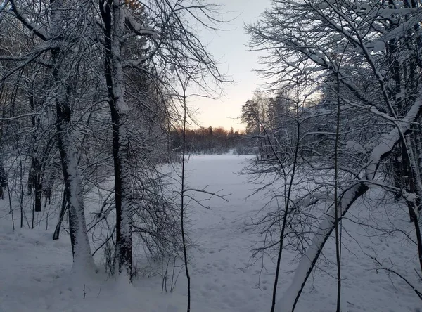 Snowy Winter Suburban Park Petersburg Russia — Fotografia de Stock