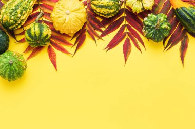 Sonbahar arkaplanı, balkabakları ve sarı arkaplanda renkli yapraklar. Şükran Günü ve hasat konsepti. Düz yatıyordu