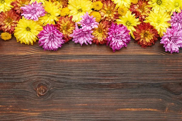 Bunte Chrysanthemenblüten auf dunklem Holzgrund. Flache Lage, Kopierraum — Stockfoto