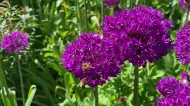 Rüzgarlı bir hava. Bir bal arısı parlak mor çiçeklerden polen ve nektar toplar. Görüntü.