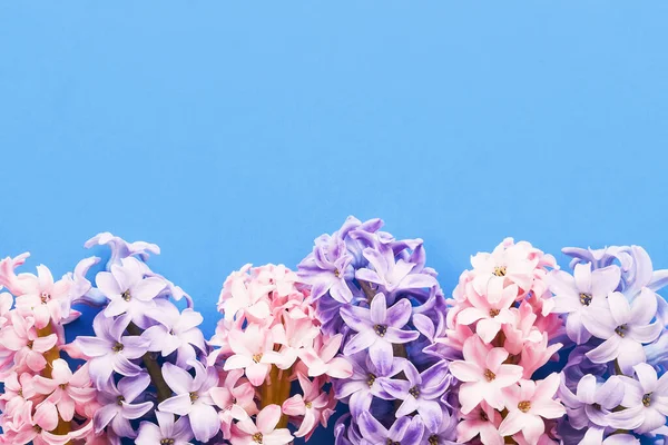 Rand aus rosa und lila Hyazinthen auf blauem Hintergrund. Ansicht von oben, Kopierraum — Stockfoto
