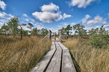 Letonya 'daki Kemeri Ulusal Parkı' nda yükseltilmiş bir bataklıkta tahta yol..