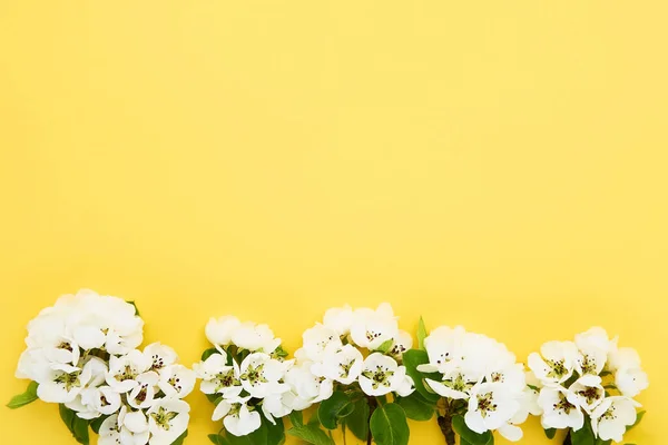 Pear Tree blossom flowers on a bright yellow background. Spring concept. Copy space, top view — Stock Photo, Image