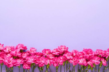 Pink carnation flowers border on a lilac very peri background. Top view, copy space