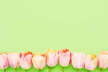 Açık yeşil arkaplanda pembe laleler var. Anneler Günü, Sevgililer Günü, doğum günü konsepti