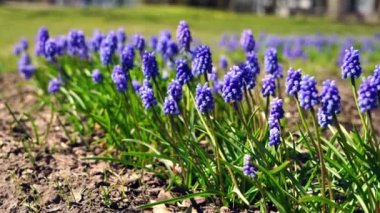 Parktaki çiçek tarhında mavi Muscari çiçekleri, rüzgarlı bir bahar günü. Seçici odak