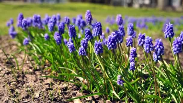 Fleurs de Muscari bleu dans un lit de fleurs dans le parc, jour de printemps ensoleillé venteux. Concentration sélective — Video