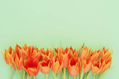 Yeşil arka planda parlak turuncu laleler. Anneler Günü, Sevgililer Günü, Doğum günü konsepti