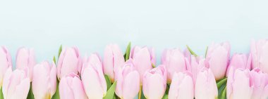 Mavi arka planda pembe laleler var. Anneler Günü, Sevgililer Günü, doğum günü konsepti. Pankart