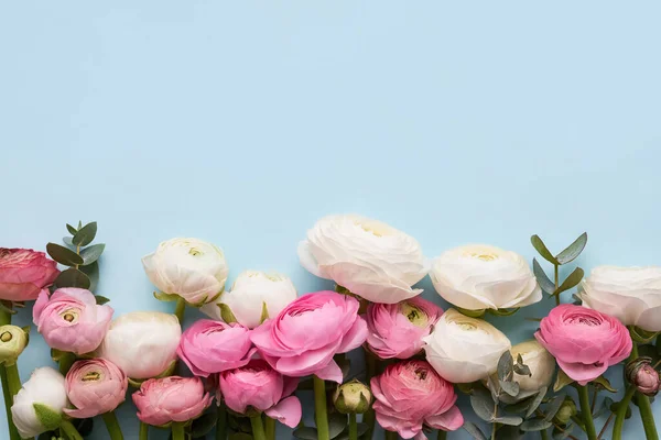 Frontera de flores de ranúnculo sobre un fondo azul. Día de las Madres, Día de San Valentín, concepto de cumpleaños — Foto de Stock