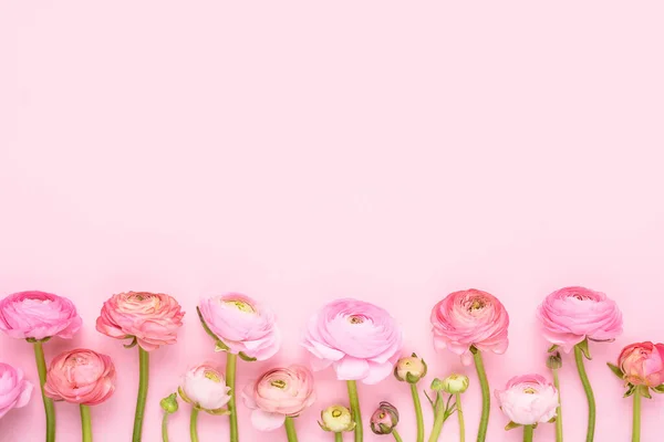 Rózsaszín ranunculus virágok határ rózsaszín alapon. Anyák napja, Valentin-nap, születésnapi koncepció — Stock Fotó