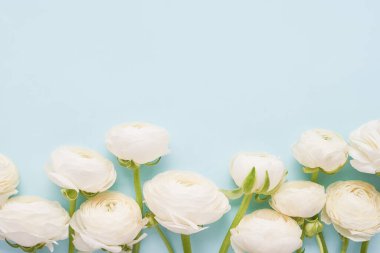 Açık mavi arkaplanda beyaz ranunculus çiçekleri. Anneler Günü, Sevgililer Günü, doğum günü konsepti