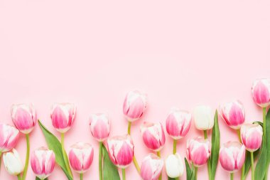 Pembe laleler pembe arka planda. Anneler Günü, Sevgililer Günü, doğum günü konsepti