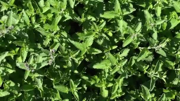 Fresh mint grows on a garden bed. Home growing herbs and spices. Farming concept — Stock Video