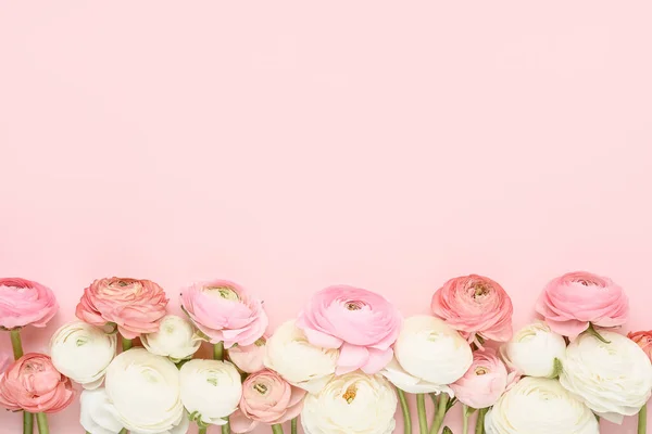 Rózsaszín és fehér ranunculus virágok határolják rózsaszín alapon. Anyák napja, Valentin-nap, koncepció — Stock Fotó