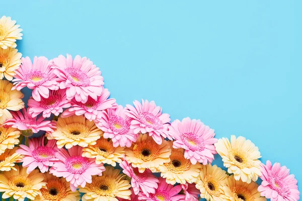 Kilka kolorowych gerbery kwiaty na jasnoniebieskim tle. Obraz Stockowy
