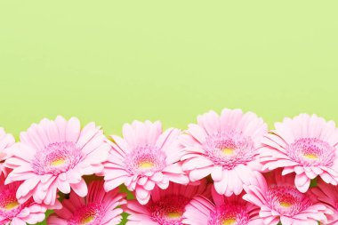 Yeşil arka planda pembe Gerberas çiçekleri sınırı. Anneler Günü, Sevgililer Günü, doğum günü konsepti