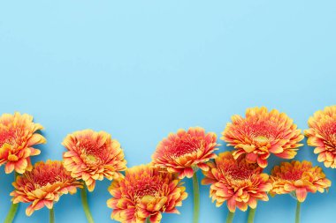 Açık mavi arka planda parlak turuncu gerberalar. Anneler Günü, Sevgililer Günü, doğum günü konsepti