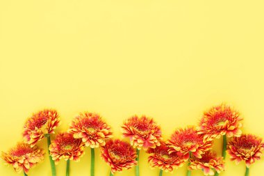 Sarı arka planda parlak turuncu gerberalar. Anneler Günü, Sevgililer Günü, doğum günü konsepti