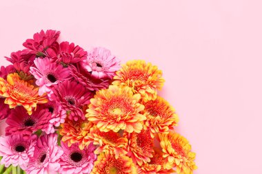Pembe arka planda bir sürü renkli gerbera. Anneler Günü, Sevgililer Günü, doğum günü konsepti