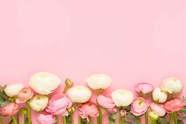 Border of ranunculus flowers on a pink background. Mothers Day, Valentines Day, birthday concept — Foto de Stock
