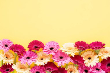Border of pink and yellow gerberas on a yellow background. Mothers Day, Greeting card