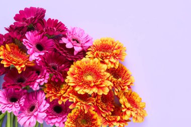 Bunch of colorful gerberas on a lilac background. Mothers Day, Valentines Day, birthday concept