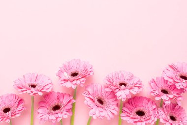 Pembe arka planda pembe gerberalar. Anneler Günü, Sevgililer Günü, doğum günü konsepti
