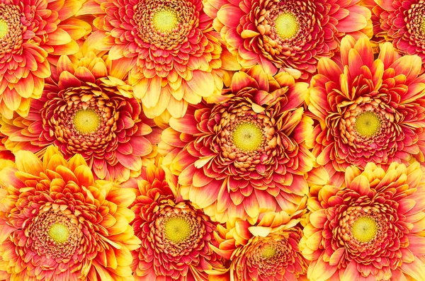 Flowers background. Top view of bright yellow gerbera daisy flowers. Flat lay — Photo