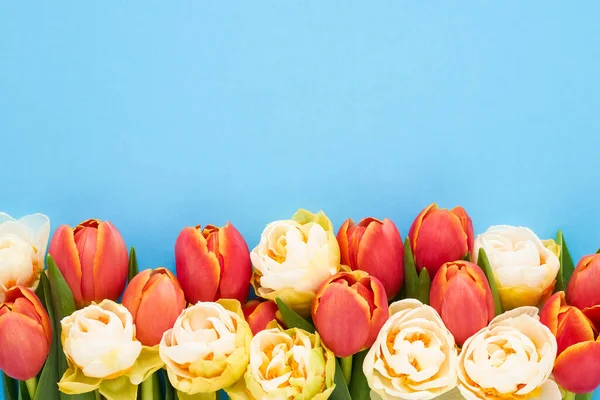 Nárcisz és tulipán kék háttérrel. Anyák napja, Valentin-nap, születésnapi ünnepség koncepció — Stock Fotó