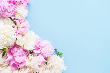 Açık mavi arka planda pembe ve beyaz şakayıklar. Doğum günü, Sevgililer Günü, Anneler Günü konsepti. Üst görünüm, kopyalama alanı, yumuşak odak