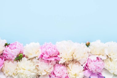 Açık mavi arka planda pembe ve beyaz şakayıklar. Doğum günü, Sevgililer Günü, Anneler Günü, Kadınlar Günü konsepti. Üst görünüm, kopyalama alanı, yumuşak odak