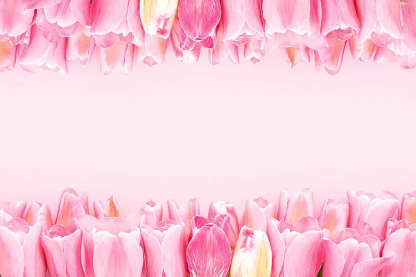 Tulipes Roses Bordent Sur Fond Rose Fête Des Mères Saint — Photo