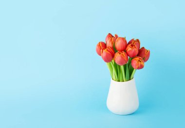 Beyaz seramik vazoda açık mavi arka planda kırmızı lale buketi. Anneler Günü, Sevgililer Günü konsepti. Metin için alanı kopyala
