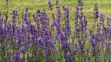 Parkta çiçek açan lavanta. Bir bal arısı lavanta çiçeklerinden polen ve nektar toplar. Görüntü.