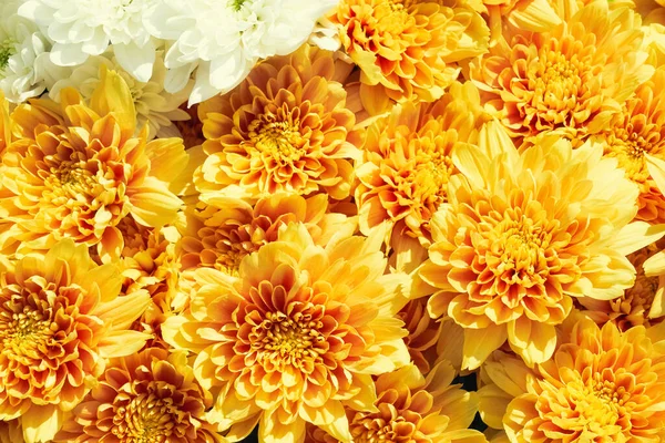 Flowers decoration. Yellow chrysanthemum flowers background. Top view.