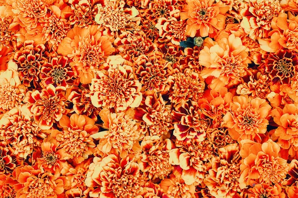 Flowers Decoration Orange Marigold Tagetes Flowers Background Flower Bed Top — Photo