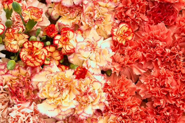Διακόσμηση Λουλουδιών Όμορφη Γαρύφαλλο Μπουκέτα Λουλουδιών Κάτοψη Φόντο — Φωτογραφία Αρχείου